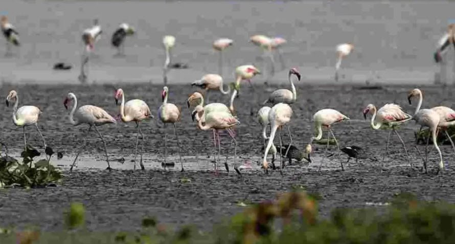 Nagi Dam Wildlife Sanctuary, Jamui, Bihar - Vushii.com Nagi Dam Wildlife Sanctuary, Jamui, Bihar - Vushii.com